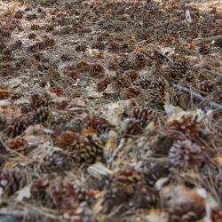 Отдых в Крыму | Гора Могаби - маршрут прогулки по лесу из Ялты