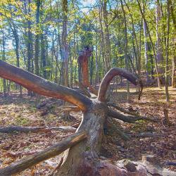 Отдых в Крыму | Гора Могаби - маршрут прогулки по лесу из Ялты