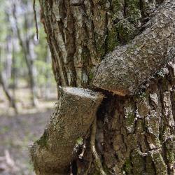 Отдых в Крыму | Гора Могаби - маршрут прогулки по лесу из Ялты