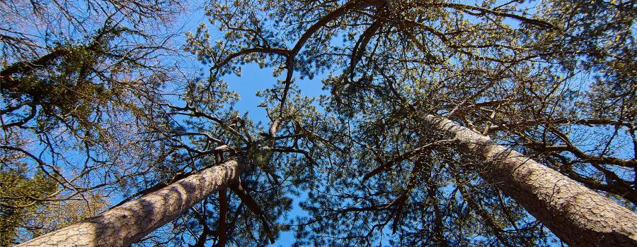 Отдых в Крыму | Гора Могаби - маршрут прогулки по лесу из Ялты